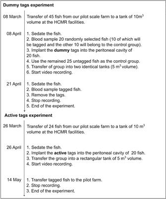 European seabass show variable responses in their group swimming features after tag implantation